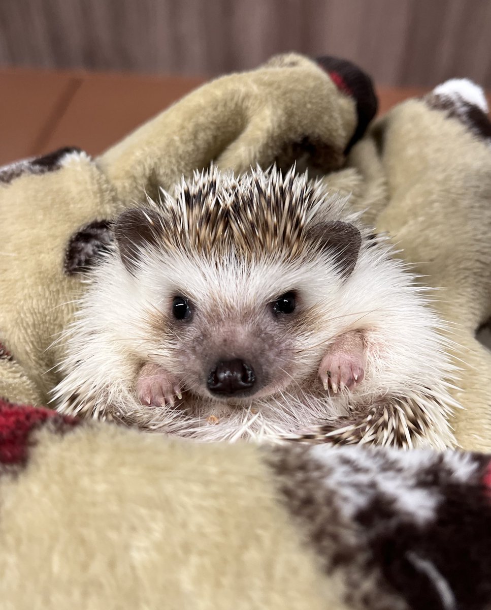 ハリネズミ☆郵便屋さん まちぞう (@crybaby_rose) / Posts / X