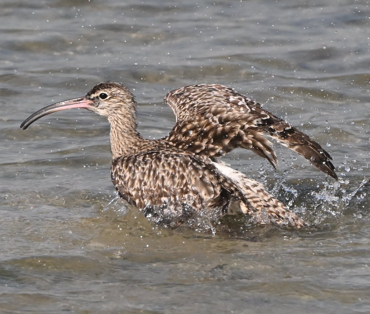 Howard King tweet media