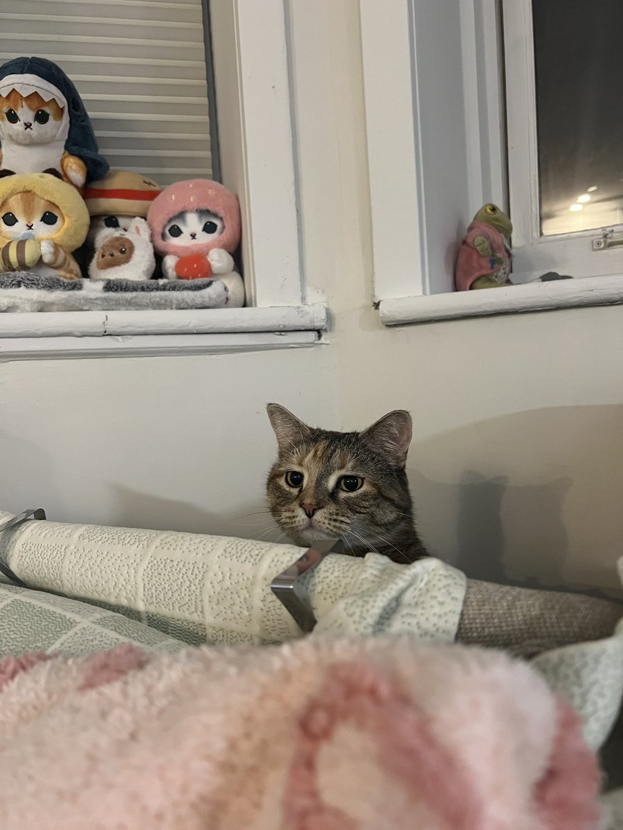 marbledacat's tweet photo. did somone say , chimken https://t.co/q04fkTefIQ