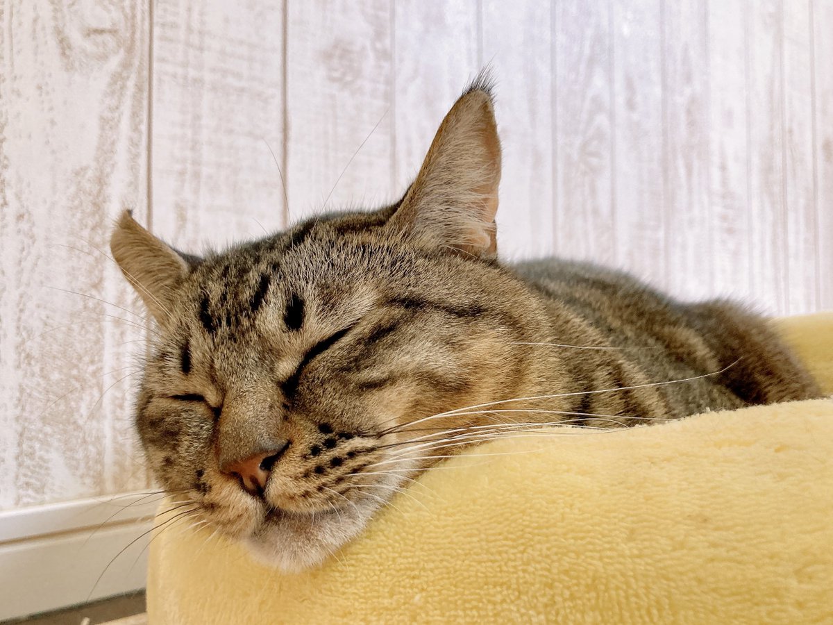 関東猫 川崎】 丸っこいフォルムがかわいいにゃーごくん🐾 【川崎店では現在22