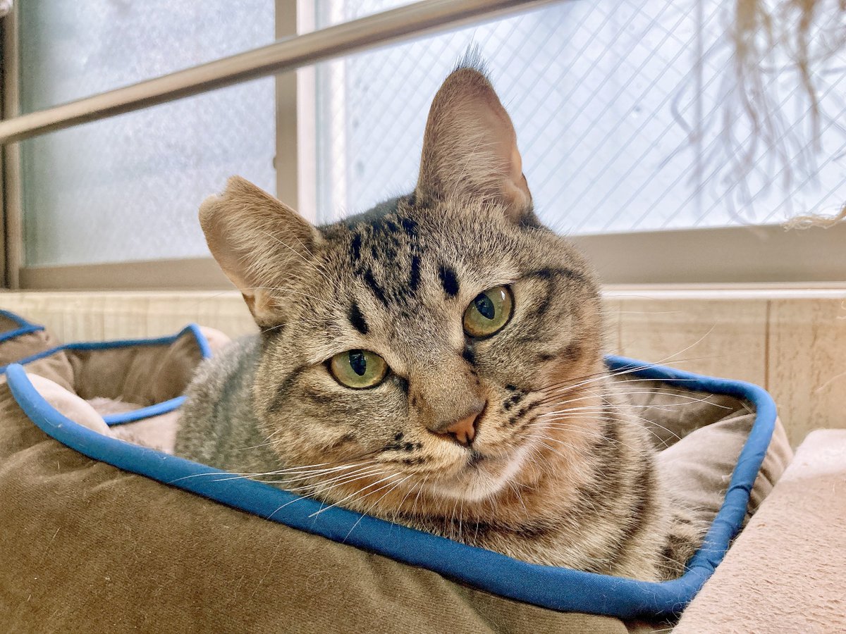 川崎】 丸っこいフォルムがかわいいにゃーごくん🐾 【川崎店では現在22