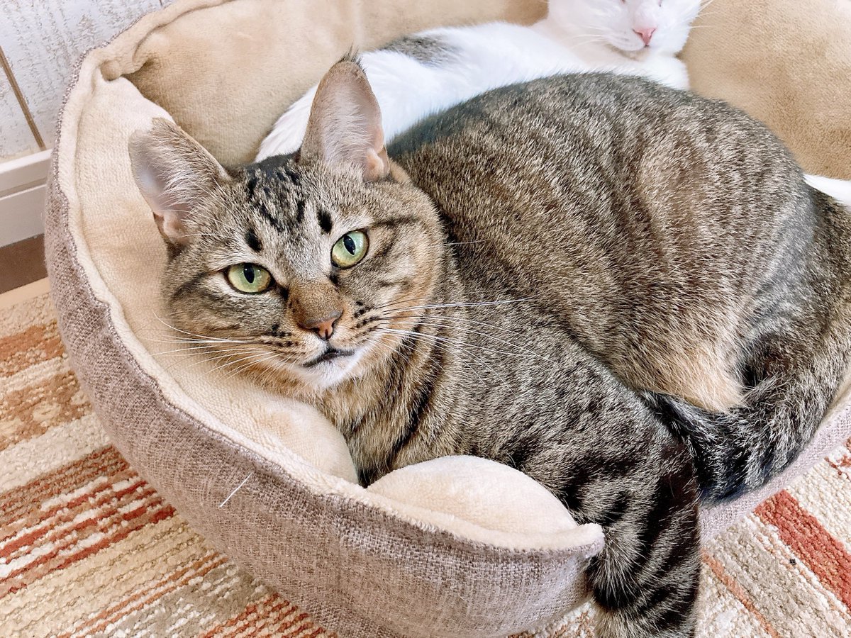 関東猫 川崎】 丸っこいフォルムがかわいいにゃーごくん🐾 【川崎店では現在22