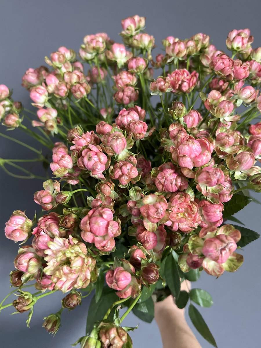 2020スマイルフラワープロジェクト (@jfc1187) / Posts / X