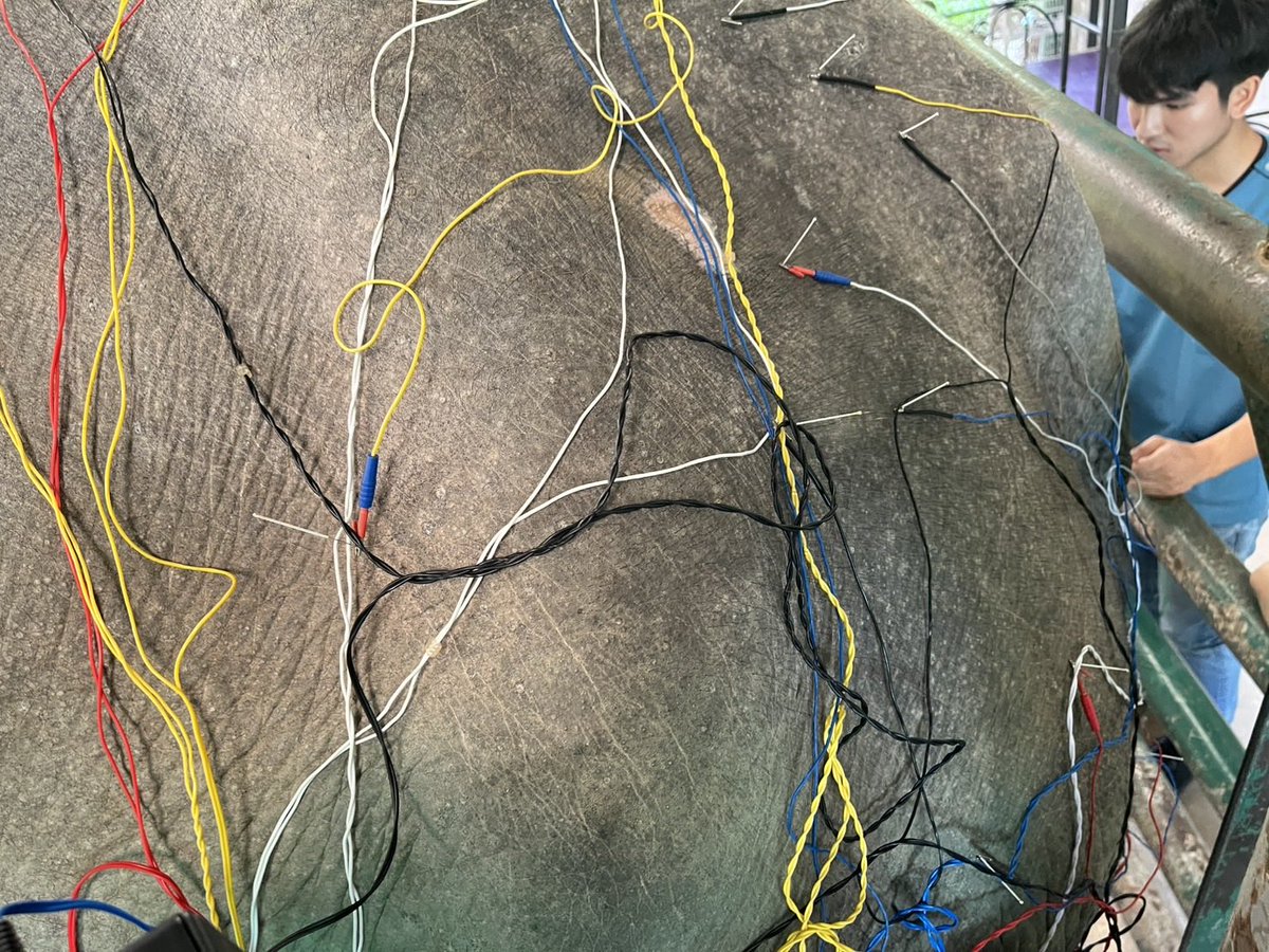 อ.หมอกุ๊บ คุณหมอแพรว และคุณหมอชิน ฝังเข็มรักษาพังทองหมัด

#Acupuncture 

ThongMud <a href="/FAEeleHosp/">FAEelephantHosp</a>

#มูลนิธิเพื่อนช้าง
#โรงพยาบาลช้าง
#โรงพยาบาลช้างแห่งแรกของโลก
#โรงคลอดช้างฯ
#โรงงานขาเทียมช้าง
#FAEeleHosp
#สัตวแพทย์สัญจร
#FAEMobileVet