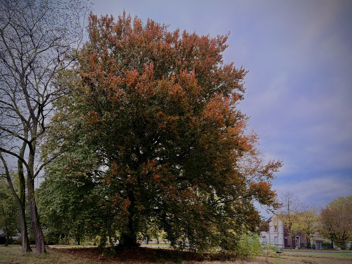 Die alte Blutbuche weiß jetzt, dass der #Herbst gekommen ist. Nachdem sich ihre Freunde in der Nachbarschaft von ihrem Blätterkleid 🍂🍁 verabschiedet haben und es kühler wird. #photographer #NaturePhotography #nature #tree #ruhrgebiet #ruhrpott #landscape #Autumn #AutumnVibes
