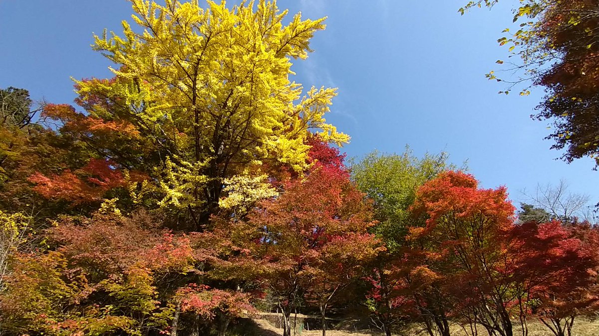 gurippyinabu's tweet photo. 本日の大井平公園の紅葉です。
明日から11月24日まで稲武もみじまつりが開催されます。
ぜひお越しください！ https://t.co/5vmKevWV6f