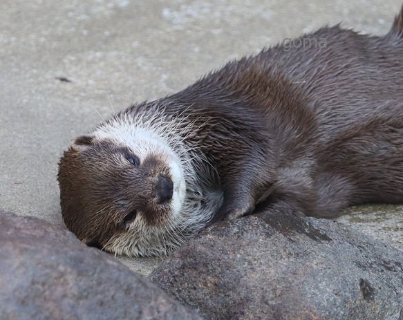 【まーちゃんさま】*pottery animal ✵ツリーを見つめる ワンちゃん goma✨ (@otter_goma) / Posts / X