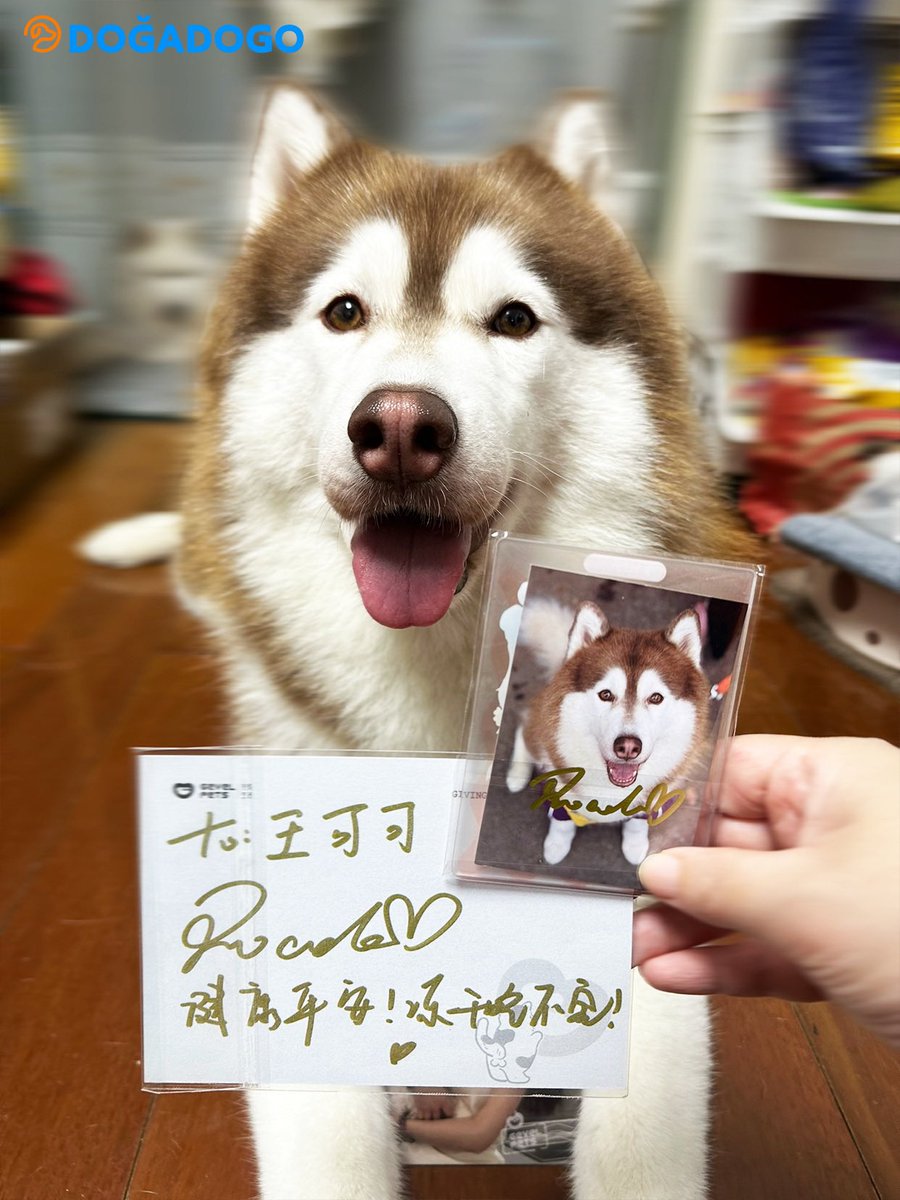 dogadogo2023's tweet image. ✨ When a pet model meets a real star ✨

At this year’s Shanghai Pet Fashion Week,
our DGDG official model — the medical assistance dog Wang Coco 🐶 —
had a lovely encounter with actress and singer Roada Xu (Xu Ziyin)! 💫

#DGDG #ShanghaiPetFashionWeek #PetModel #DOGADOGO