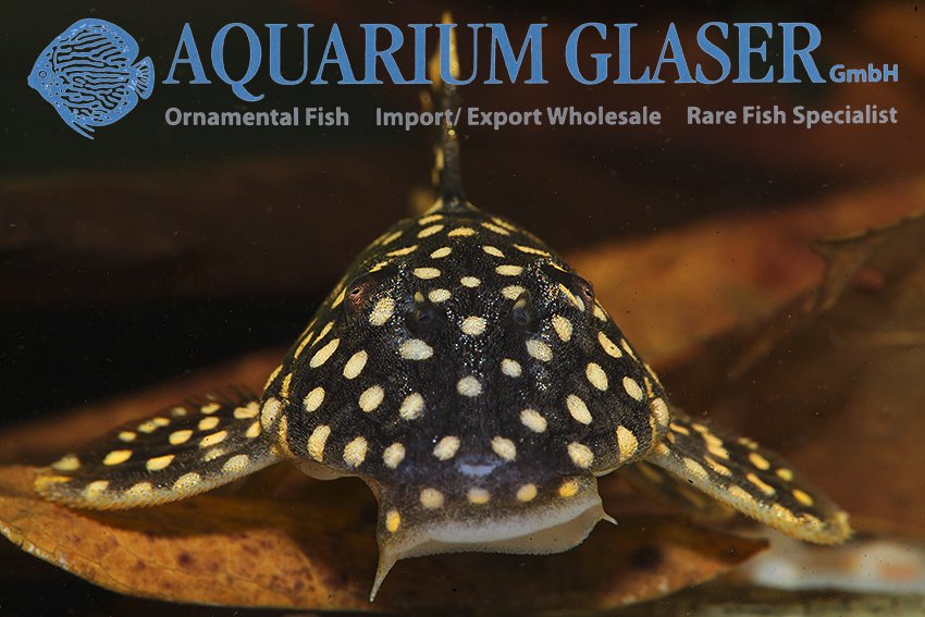 aquariumglaser's tweet photo. #Baryancistrus #xanthellus #L18
find more details and pics @ https://t.co/kgExUnuDLM https://t.co/DY4jmoDkvn