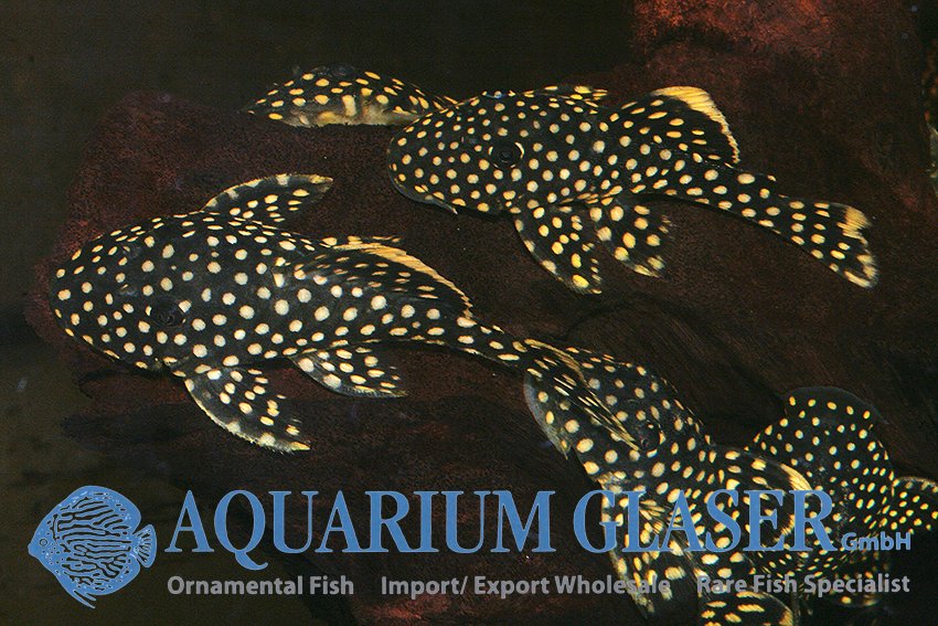 aquariumglaser's tweet photo. #Baryancistrus #xanthellus #L18
find more details and pics @ https://t.co/kgExUnuDLM https://t.co/DY4jmoDkvn