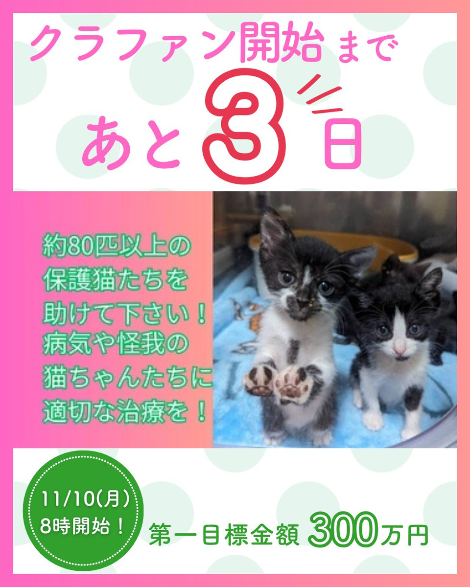 sunnyspot_typeb's tweet photo. 保護猫カフェひだまり号はクラウドファンディングに挑戦します！
よろしくお願いします🙇‍♀️
 #保護猫カフェひだまり号  #保護猫カフェ  #保護猫  #保護猫を家族に  #保護猫と暮らす  #クラウドファンディング  #挑戦  #ねこ  #猫  #Cat  #ねこのいる幸せ  #猫のいる暮らし  #猫好きさんと繫がりたい https://t.co/KbIs8ExczK