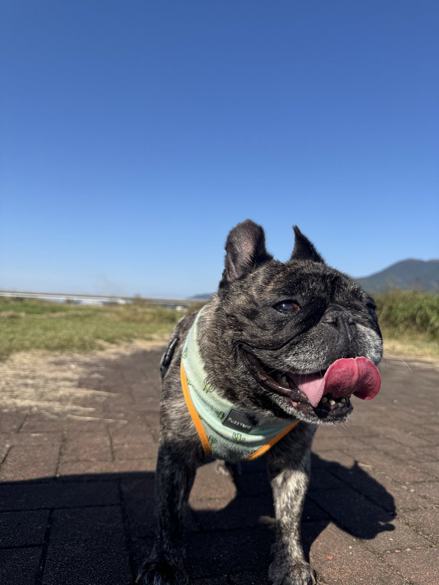 RAV0310's tweet photo. お散歩日和🐶🎶
楽しそぉ✨ https://t.co/NZLiut0k1N