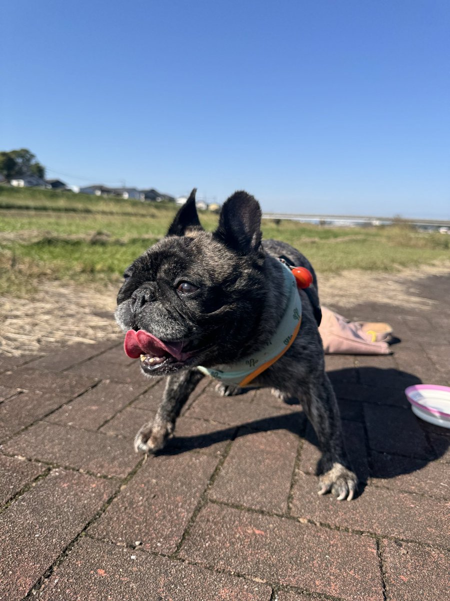 RAV0310's tweet photo. お散歩日和🐶🎶
楽しそぉ✨ https://t.co/NZLiut0k1N