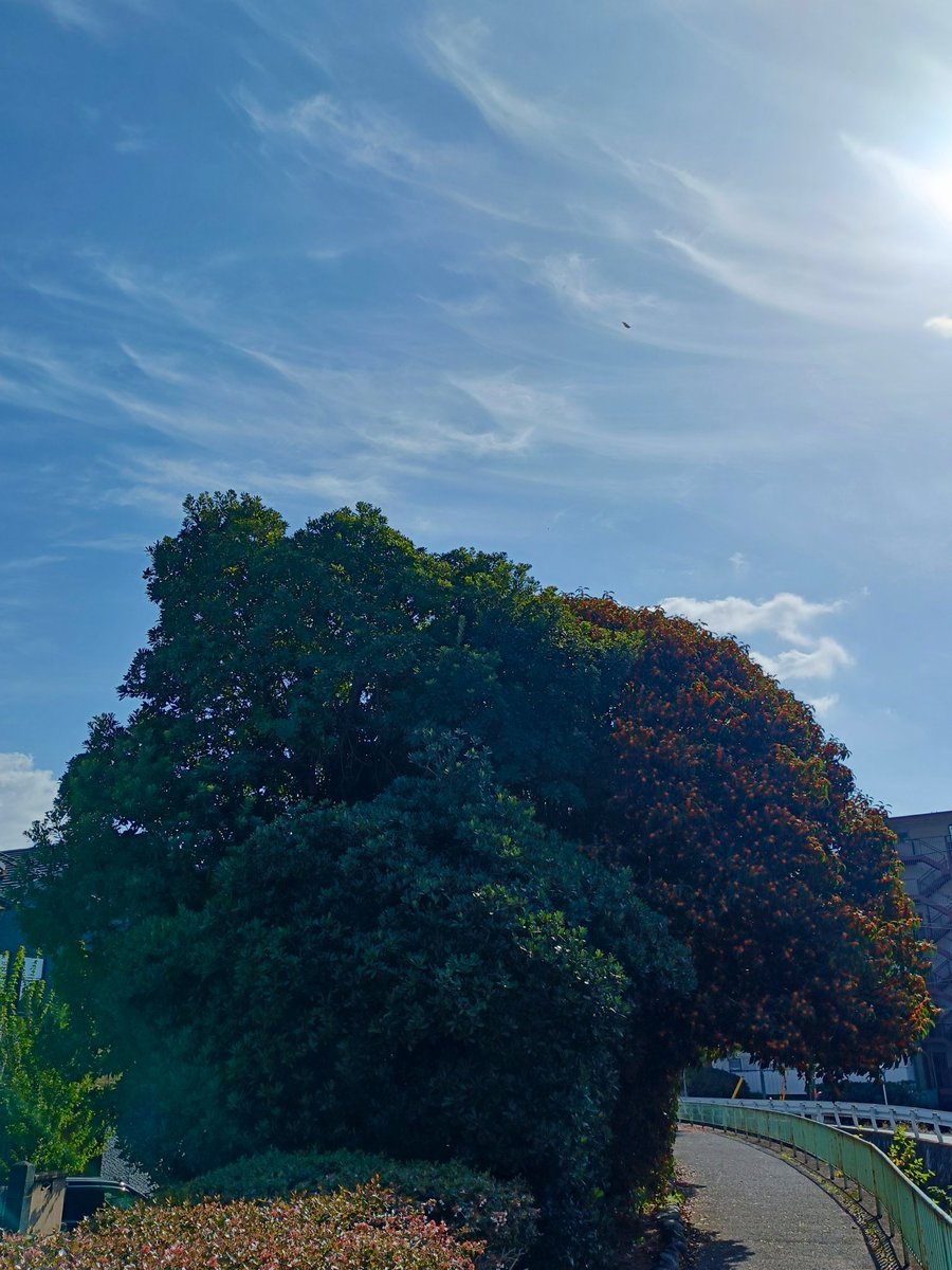 kanonsberry👽🌐🌟🛸🌏 on X