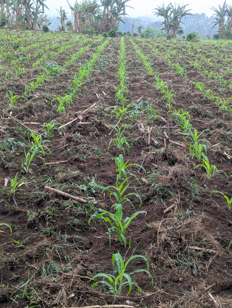 AdelardMat's tweet photo. @Referencesarl ,L'entrepreneuriat agricole constitue un secteur souvent négligé, malgré le fait que notre terre soit bénie d'une grande productivité. Les entrepreneurs ne bénéficient ni d'accompagnement ni de soutien adéquats. Je sollicite l'attention de tous afin de promouvoir https://t.co/M54Ik5dG47