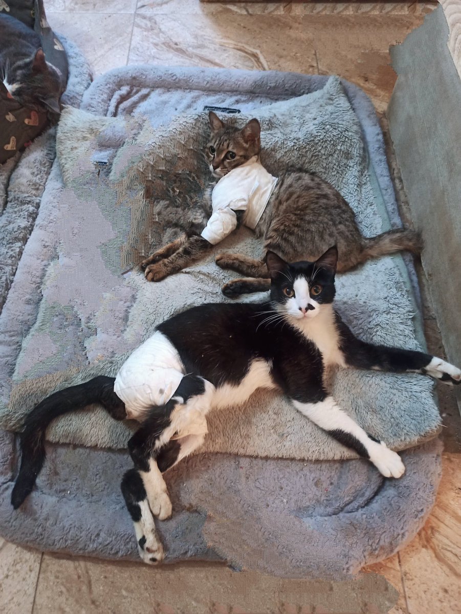 یک صبح آدینه همگی بخیر بگیم از طرف #هدیه و #کوکی به همه دوستان 
امیدوارم که جمعه خوبی داشته باشید بهتون خوش بگذره 🤩لطفاً حواستون به فرشته های بیرون هم باشه مخصوصا تو این هوای پاییزی 
مرسی که کنارمون هستید و  #بهشت_شیرین حمایت میکنید 🫂
#حمایت_از_حیوانات 
#AnimalLovers