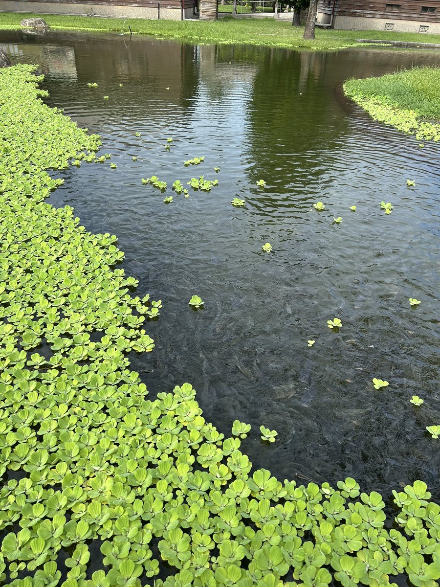 TengTeng_C's tweet photo. 好久沒看到這麼多魚了 https://t.co/KZMn5SBhwW