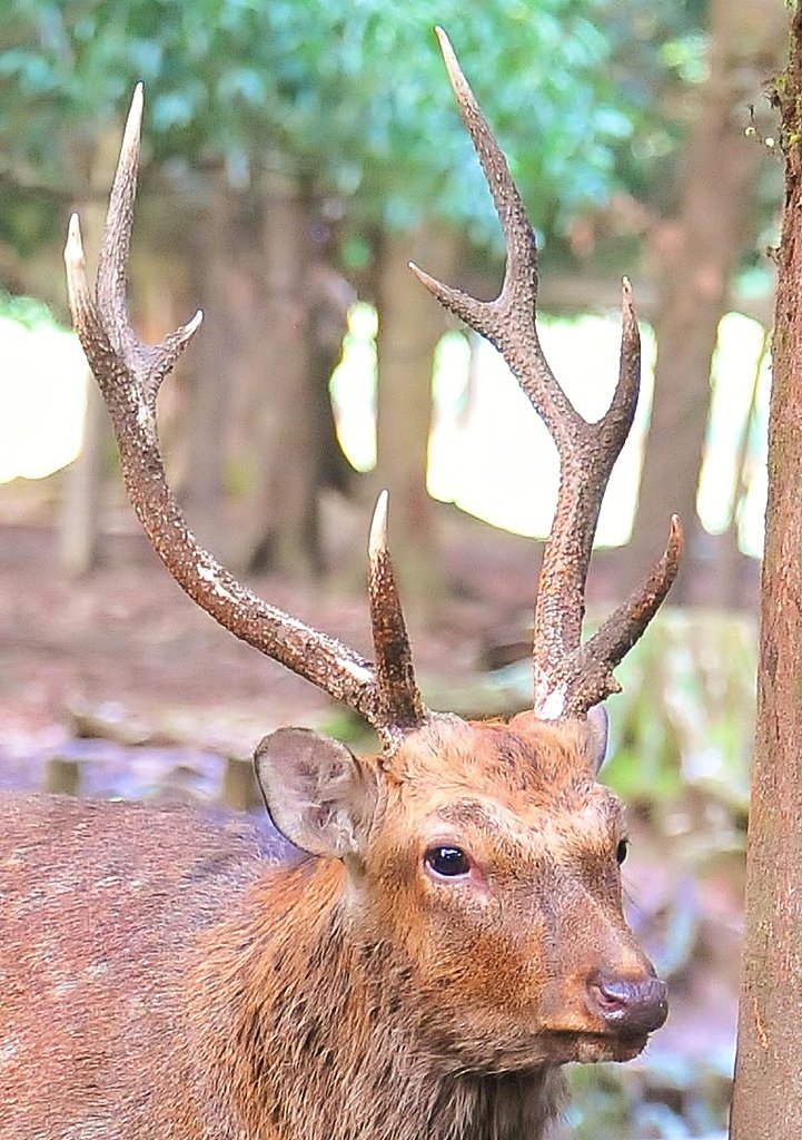 A deer / 鹿 Amazon.co.jp: Near and Deer フェイク剥製装飾彫刻鹿スカルウォール