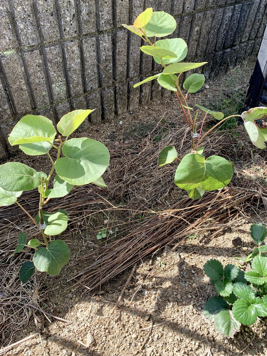 PlantSosetsu's tweet photo. .
.
.
庭のポタジェゾーン。
キュウイは植えたばかり。
アスパラは3年目株。
来年にはもう少し太くなるかな？

#家庭菜園
#ポタジェ
#植物のある暮らし
#ボタニカルライフ https://t.co/YtZvSki40B
