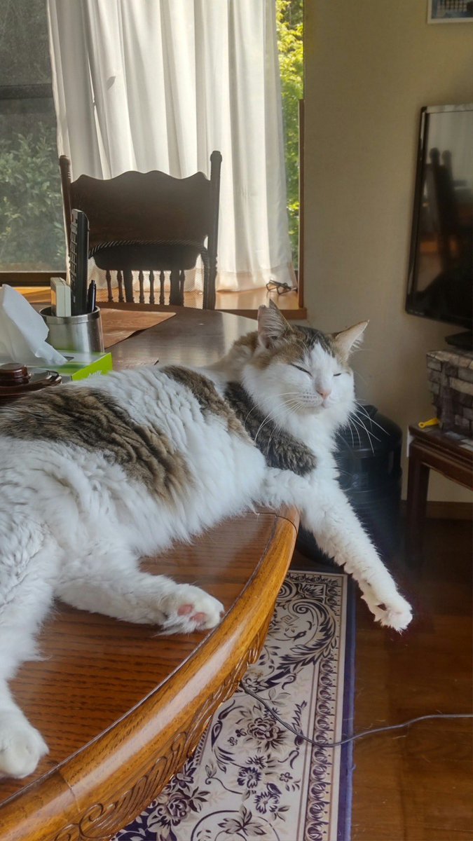 ネコちゃん探偵のプロ#迷子猫ゼロ協会 on X