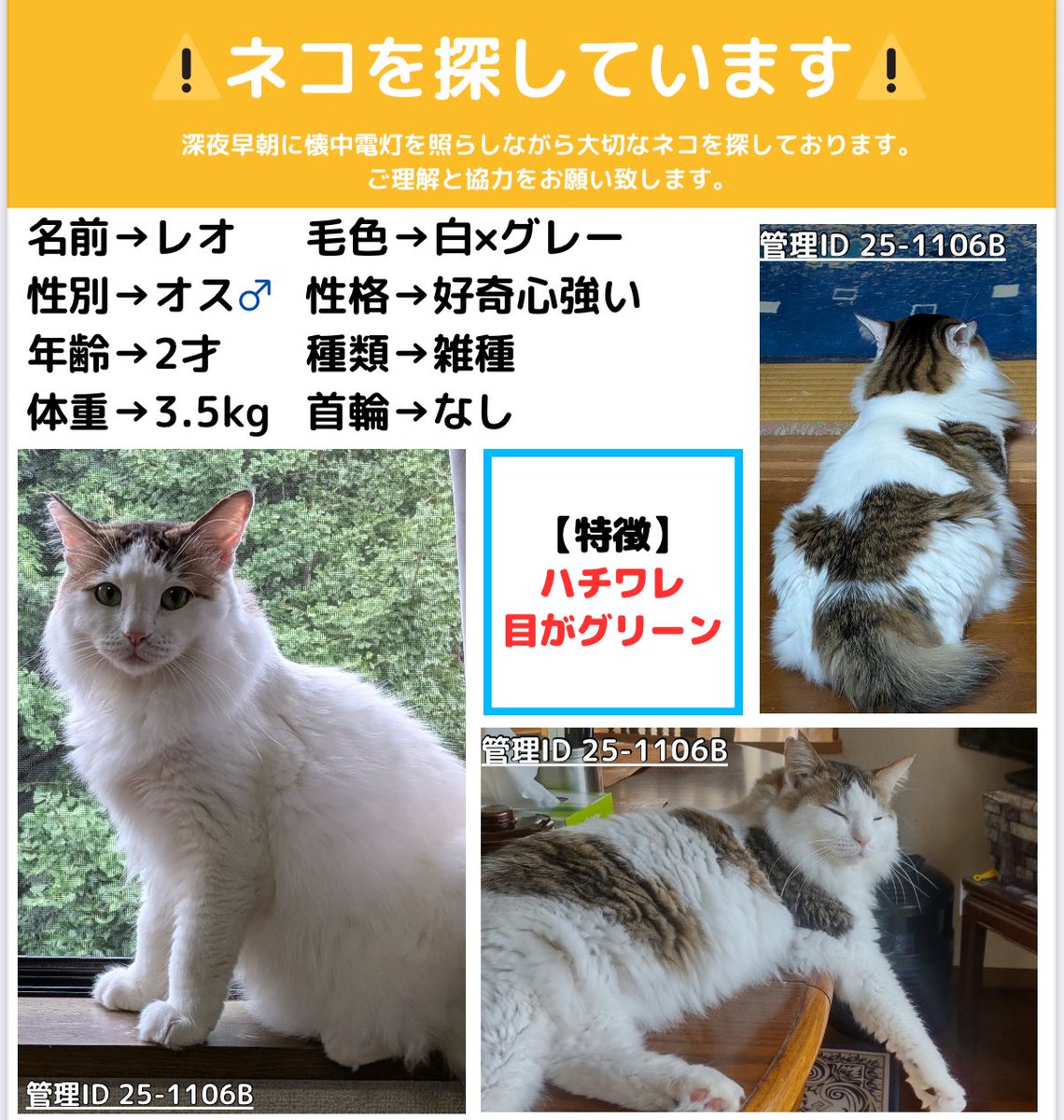 ネコちゃん探偵のプロ#迷子猫ゼロ協会 on X