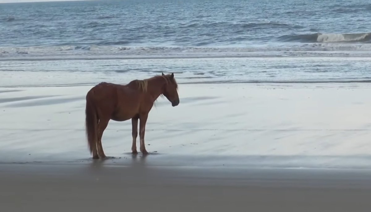 Wattson Lover (@nessiemommy) on Twitter photo 