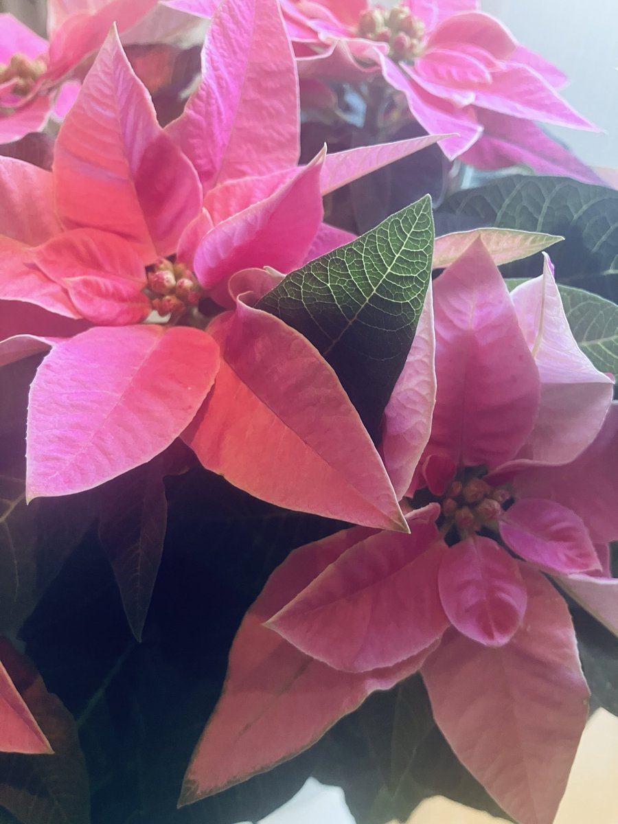 本日のradio♬
 #fmfuji  #フライデーパンチ
Lea’s Style♪15:00〜

今日は立冬ですが、もう少し秋を楽しみましょう♪🍂
今日は、ポインセチアのお話です✨✨
我が家は、ピンク🩷　お楽しみに💕　#綿半