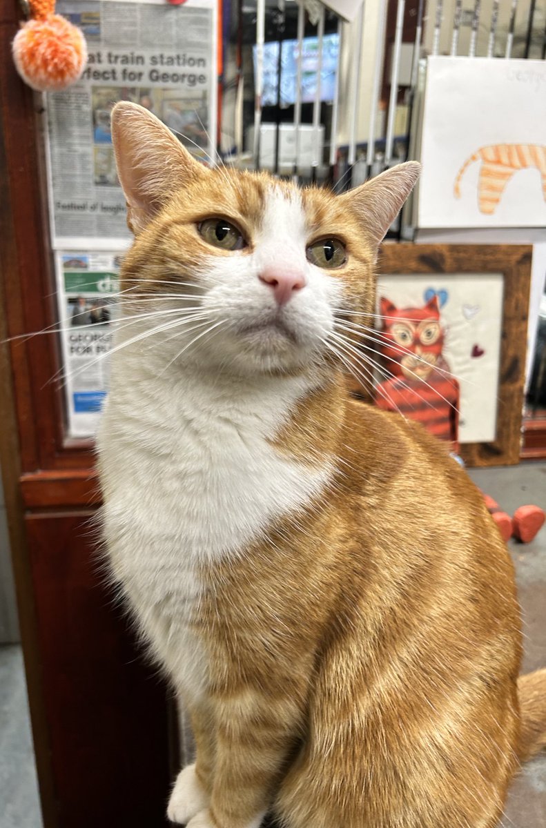 Good morning and welcome to Fish For Tea Friday

You can be anything you want to be, as long as you are being the best you can be.

#cats #cats #Cat #CatsOnTwitter #CatsOfTwitter