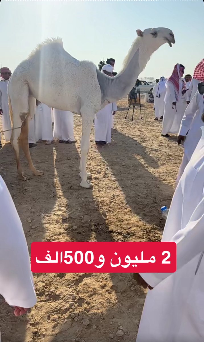 مخلفة التراشيح سلالة الحاكم
لـ برجس بن محسن آل بريك