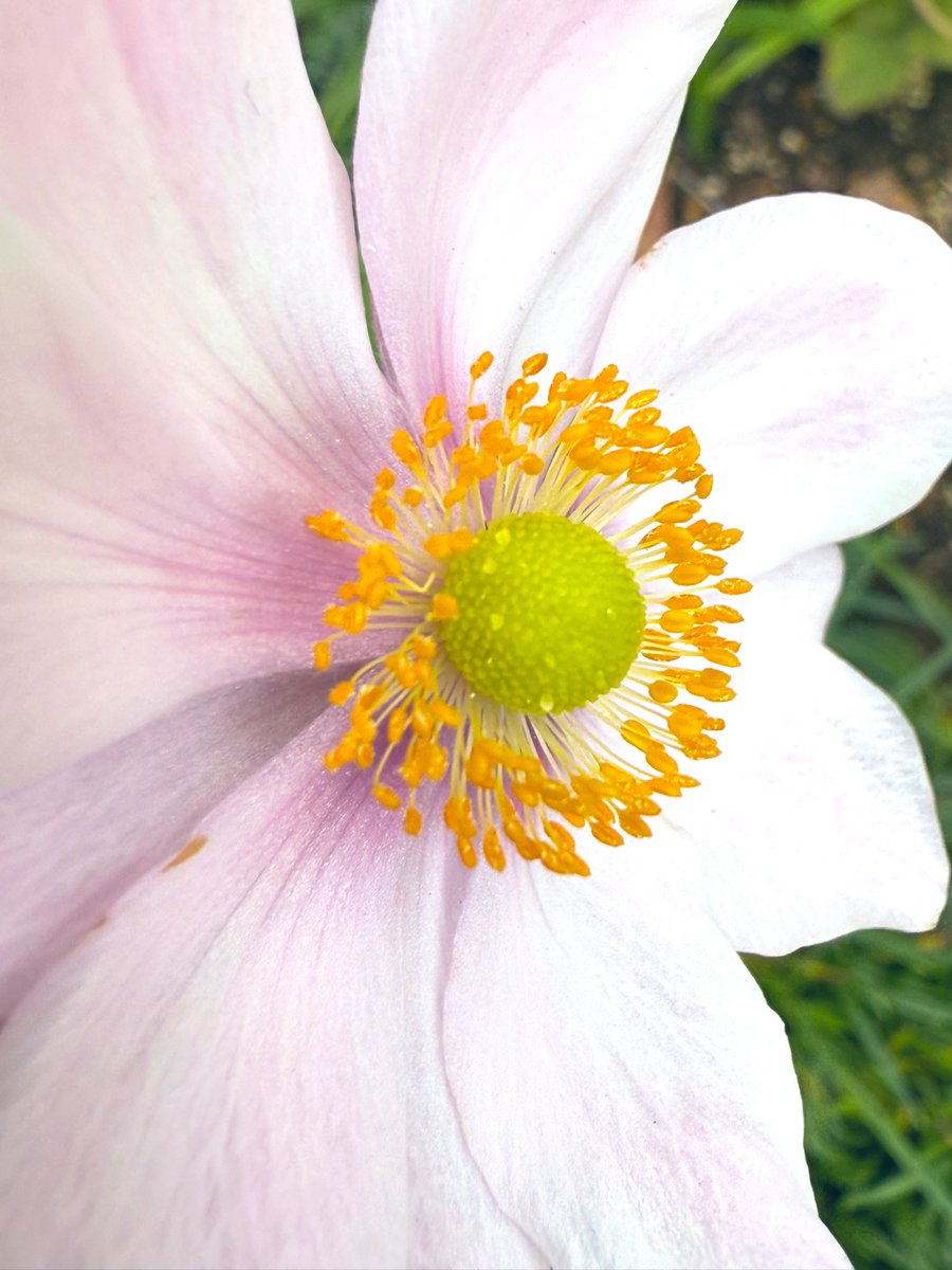 saylazy3's tweet image. 見上げれば紅葉🍁🍂
足元の花壇も秋🌸🌼
#コリウス　#ケイトウ　#秋明菊　#千日紅