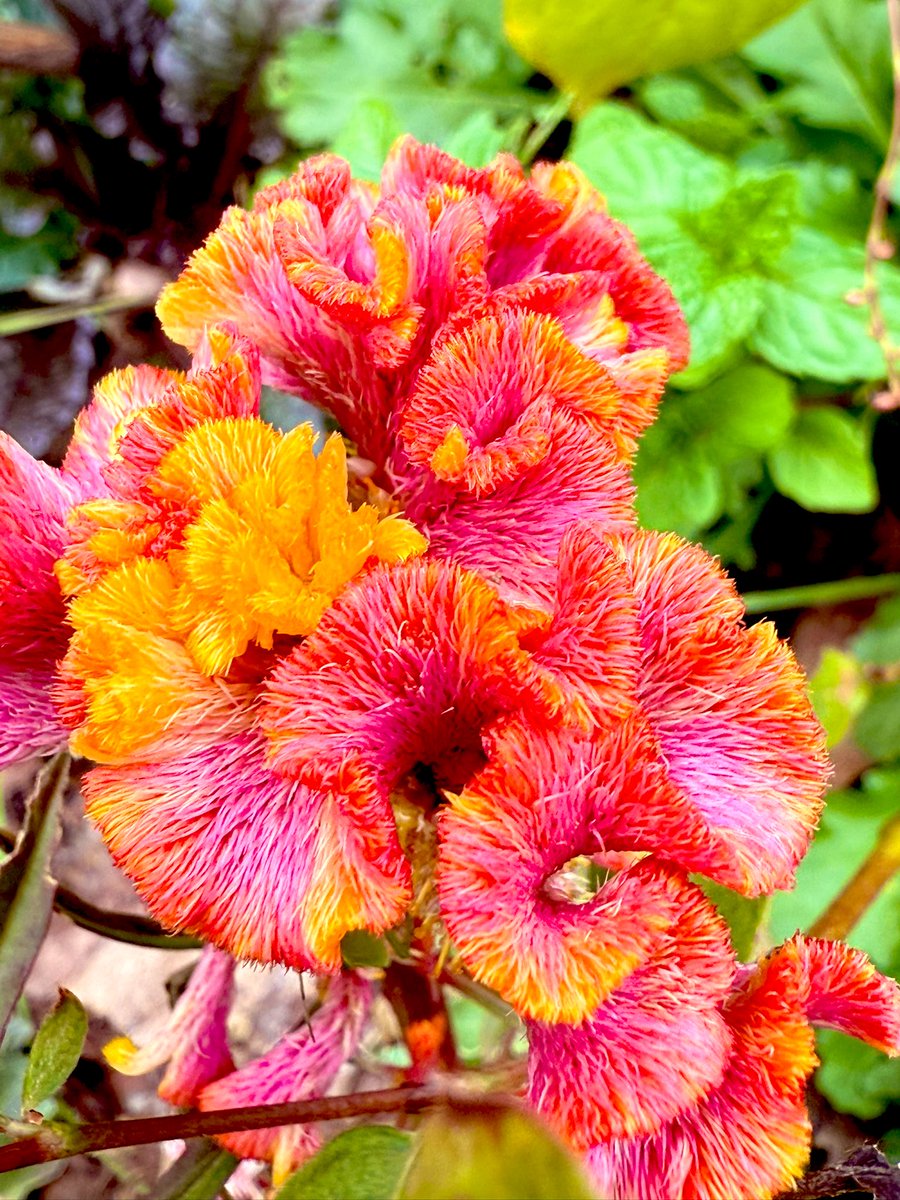 saylazy3's tweet image. 見上げれば紅葉🍁🍂
足元の花壇も秋🌸🌼
#コリウス　#ケイトウ　#秋明菊　#千日紅