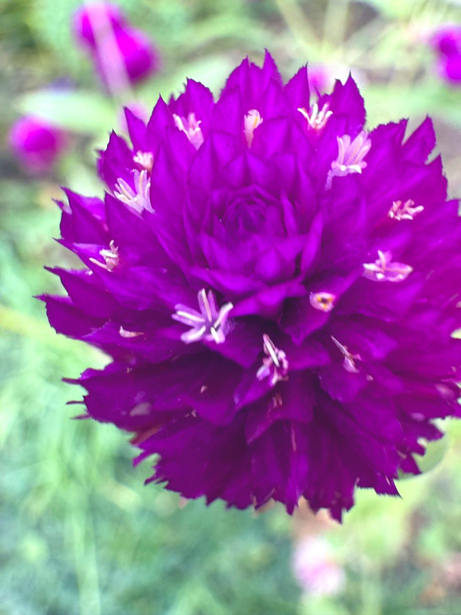 saylazy3's tweet image. 見上げれば紅葉🍁🍂
足元の花壇も秋🌸🌼
#コリウス　#ケイトウ　#秋明菊　#千日紅