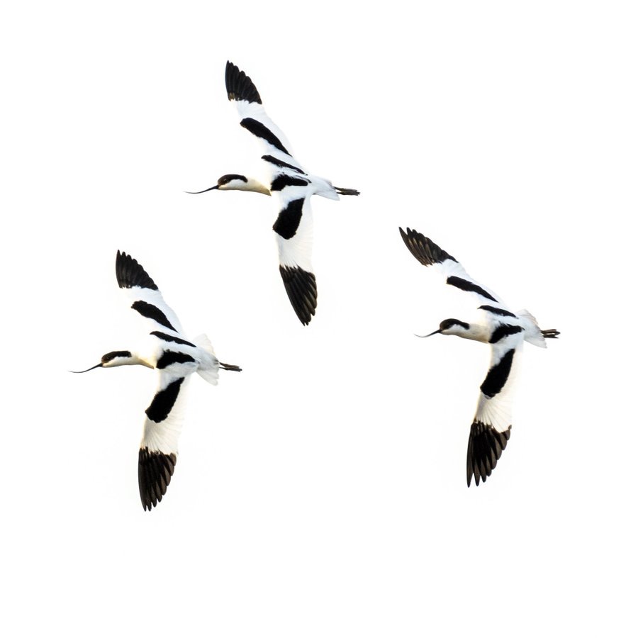 Loes van de Giessen (@loesgiessen) on Twitter photo 