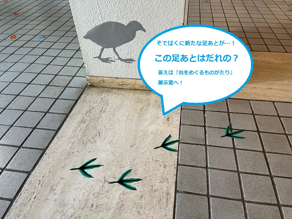 sode_haku's tweet photo. 【11月のそではくイベント】
 袖ケ浦公園の上池には渡り鳥が飛来してきました。バードウォッチングをしながら、郷土博物館の展示を見て答え合わせしてみませんか？
 11月８日（土）10：00より企画展『鳥をめぐるものがたり』の展示解説会を開催します。是非お越しください🐤
 #そではく #イベント https://t.co/iIE0F4gz4Y