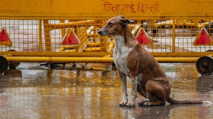 IndiaToday's tweet image. Supreme Court ordered the complete removal of stray dogs from near educational institutions, bus and railway stations, sports facilities, as well as other public spaces, directing that they be relocated to dog shelters.
Read in detail: intdy.in/sgjf4p
#SupremeCourt…