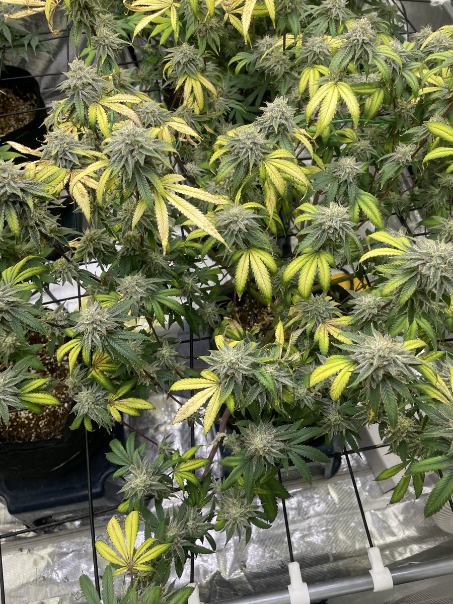 CDXXbudz's tweet photo. PeachClouds from #perfectTree came down Day49. The others will still got the last stretch on them.
@lotusnutrients
@GorillaGrowTent
@OfficialKINDLED
@HerbsNOW_USA
🥳🥳🙌🏾🙌🏾💯.
#Growmie #Homegrown https://t.co/VBVYkOOgkd
