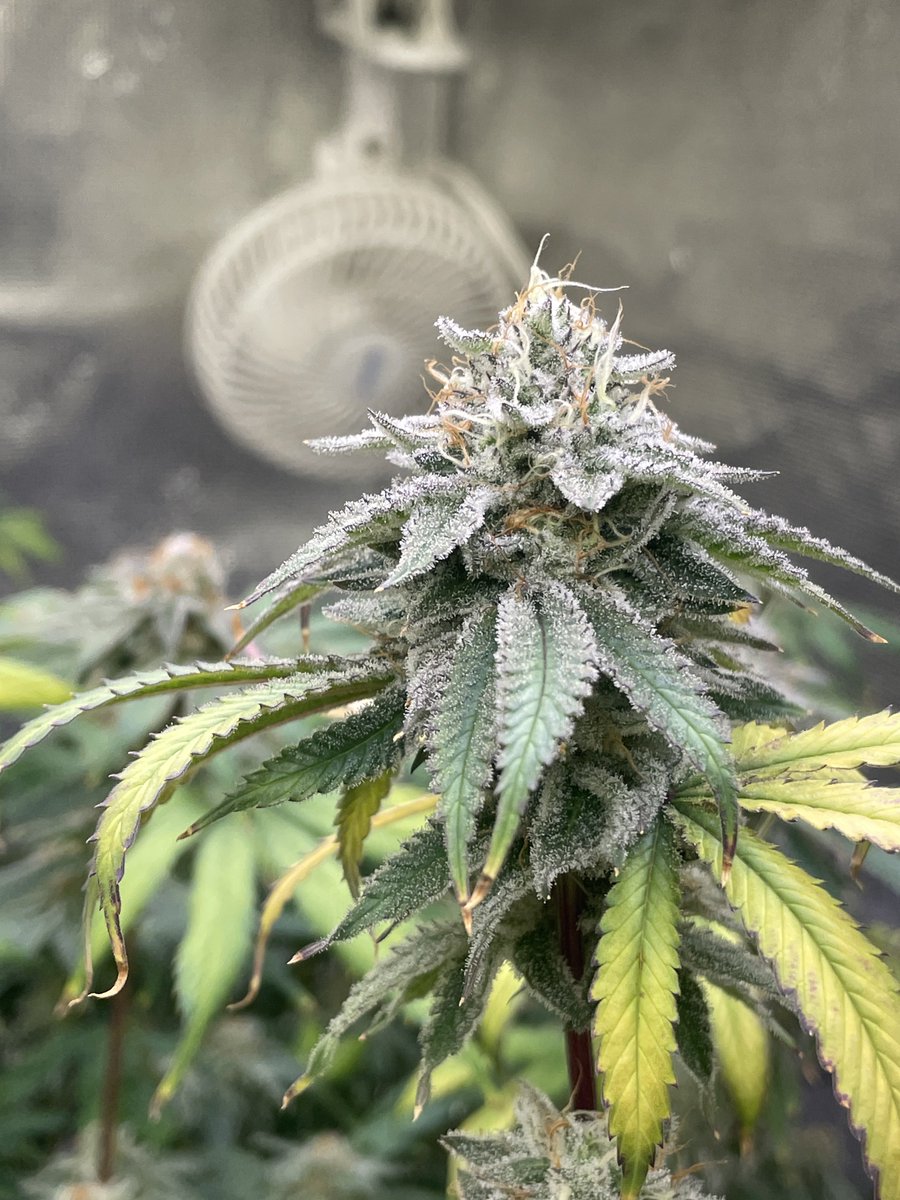 CDXXbudz's tweet photo. PeachClouds from #perfectTree came down Day49. The others will still got the last stretch on them.
@lotusnutrients
@GorillaGrowTent
@OfficialKINDLED
@HerbsNOW_USA
🥳🥳🙌🏾🙌🏾💯.
#Growmie #Homegrown https://t.co/VBVYkOOgkd