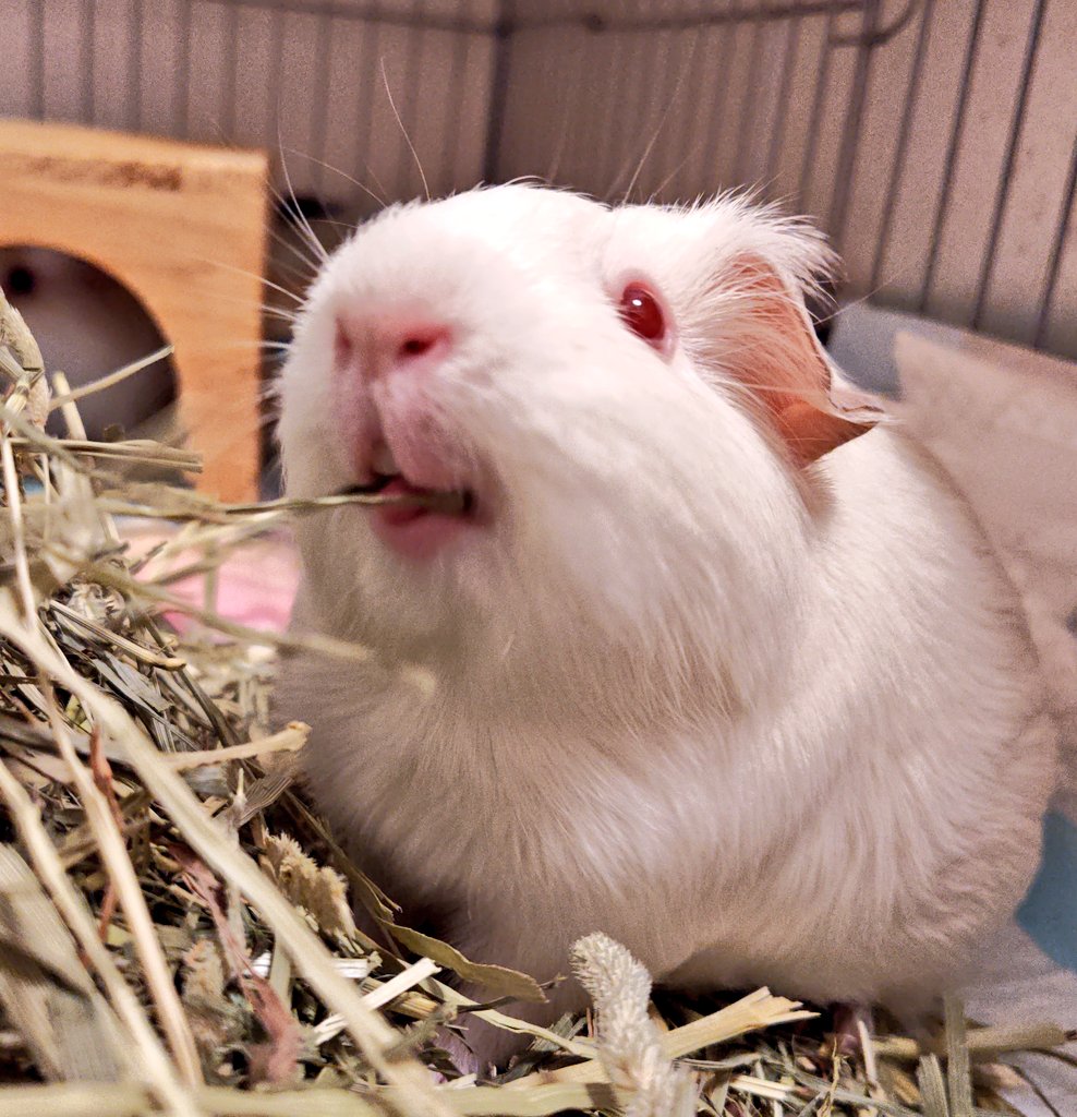 おくち！
まえば！
したべろ！

 #ビノちゃん