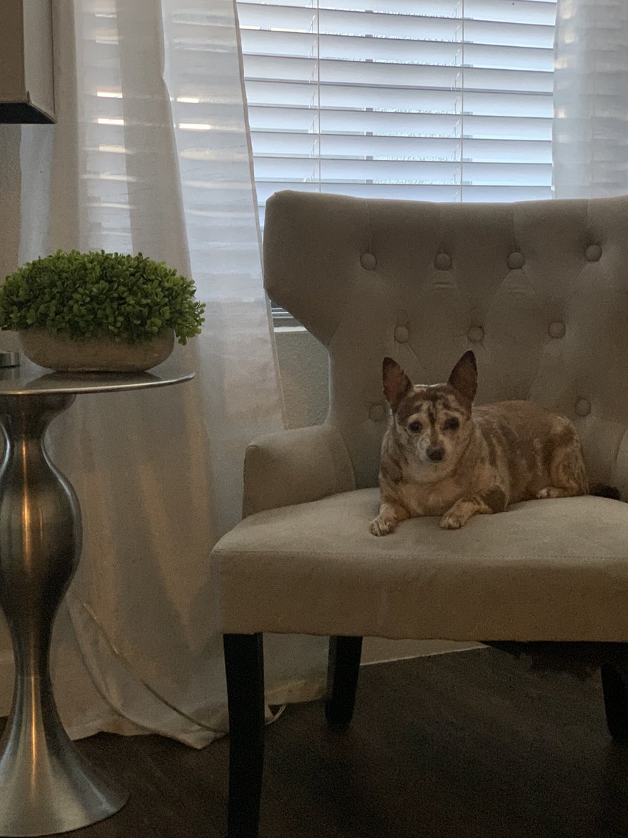 ashly_Rose's tweet photo. @_XDogs Dolce, Tomorrow she would have been 18… ❤️ https://t.co/IVOCNjYP08
