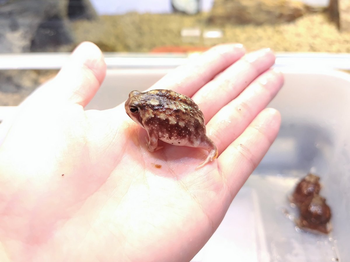 ✨入荷✨

・フトアゴヒゲトカゲ
今しか見れないあどけない可愛さ(  ´͈ ᵕ `͈ )

・アメフクラガエル
いつまでも眺めていたくなる可愛さです(。δωδ)

電話、メールでのお問い合わせお待ちしてます❗️
よろしくお願いします☀️