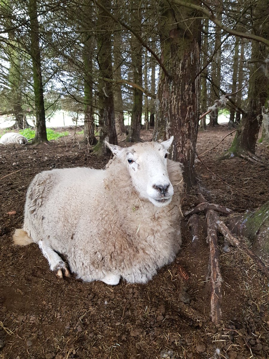 Irene Mackay#The Vegan Shepherdess tweet media