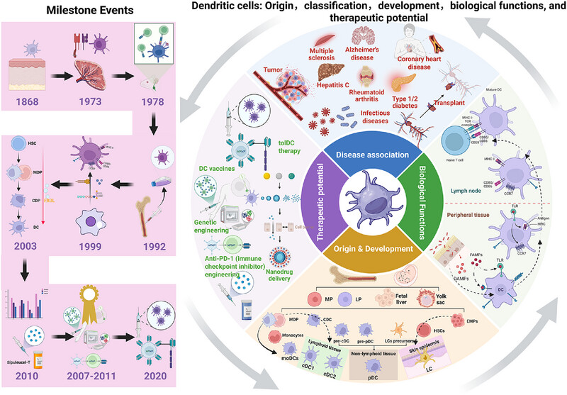 MedComm_MC's tweet photo. #Review in @MedComm_MC 
Dendritic Cells: Origin, Classification, Development, Biological Functions, and Therapeutic Potential https://t.co/RqPatAAHfJ

#BiologicalFunction #Classification #development #DendriticCell #Origin #TherapeuticPotential https://t.co/Yoz5J1mErR