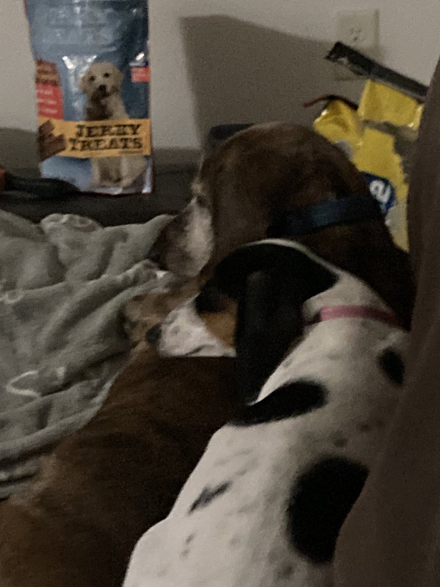 Well we were told off by humom tonight and told we were very naught.  We got to ride in car with humom while she worked.  And humom went to grab her supper and found we had eaten her spinach salad. Humoms friend was laughing but not humom