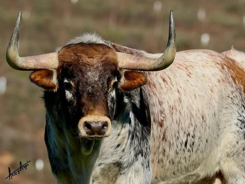 No existe en el mundo un animal más bello que el toro bravo. 

📸 <a href="/ArseyAzpi/">PorlasRutasdelToro</a>