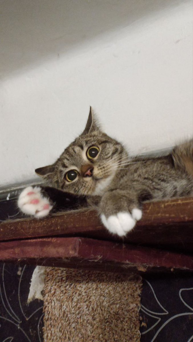 Сегодня праздник! Селине годик! Из 100 грамм до 4,5кг. Учитесь как надо  жироваться.