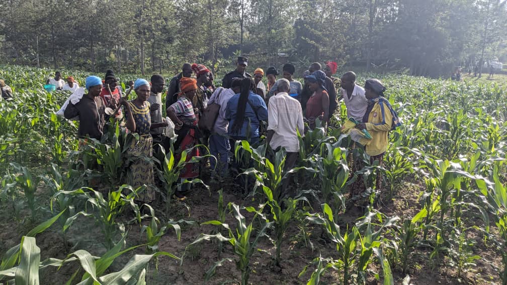 NyanzaDistrict's tweet photo. Umuyobozi w’Akarere w’Agateganyo @P_Kajyambere yifatanyije n’abaturage mu gikorwa cyo gutera ku bigori ifumbire ya DAP yunganiwe 100% kuri site ya FOBASI ya Rutigita mu Murenge wa Busasamana ingana na 30. Iki gikorwa kirakomereza no mu yindi mirenge. @RwandaAgri @RwandaAgriBoard https://t.co/H1M2CprJer