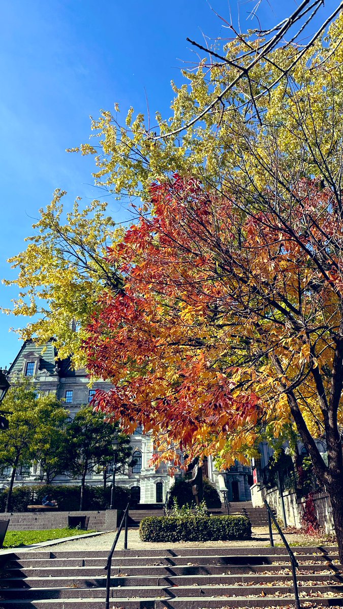 Adeline Rossi tweet media