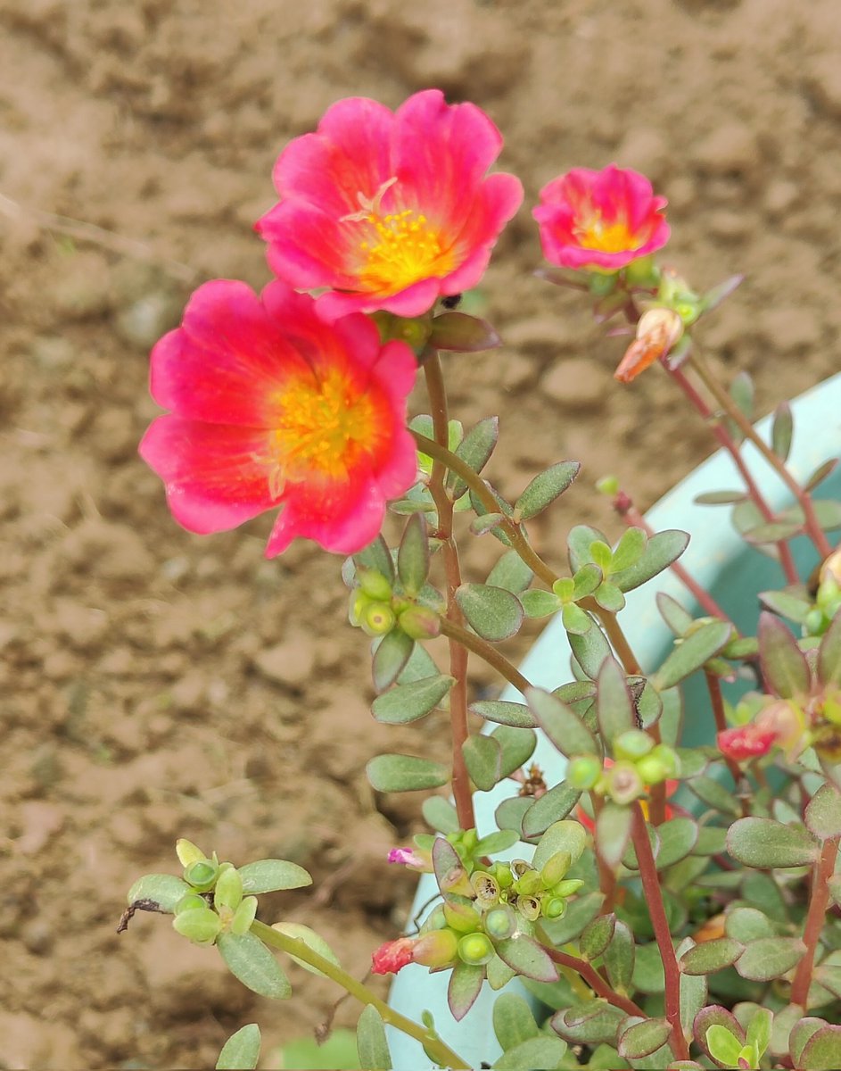 _pragyashukla_'s tweet image. Flower Media