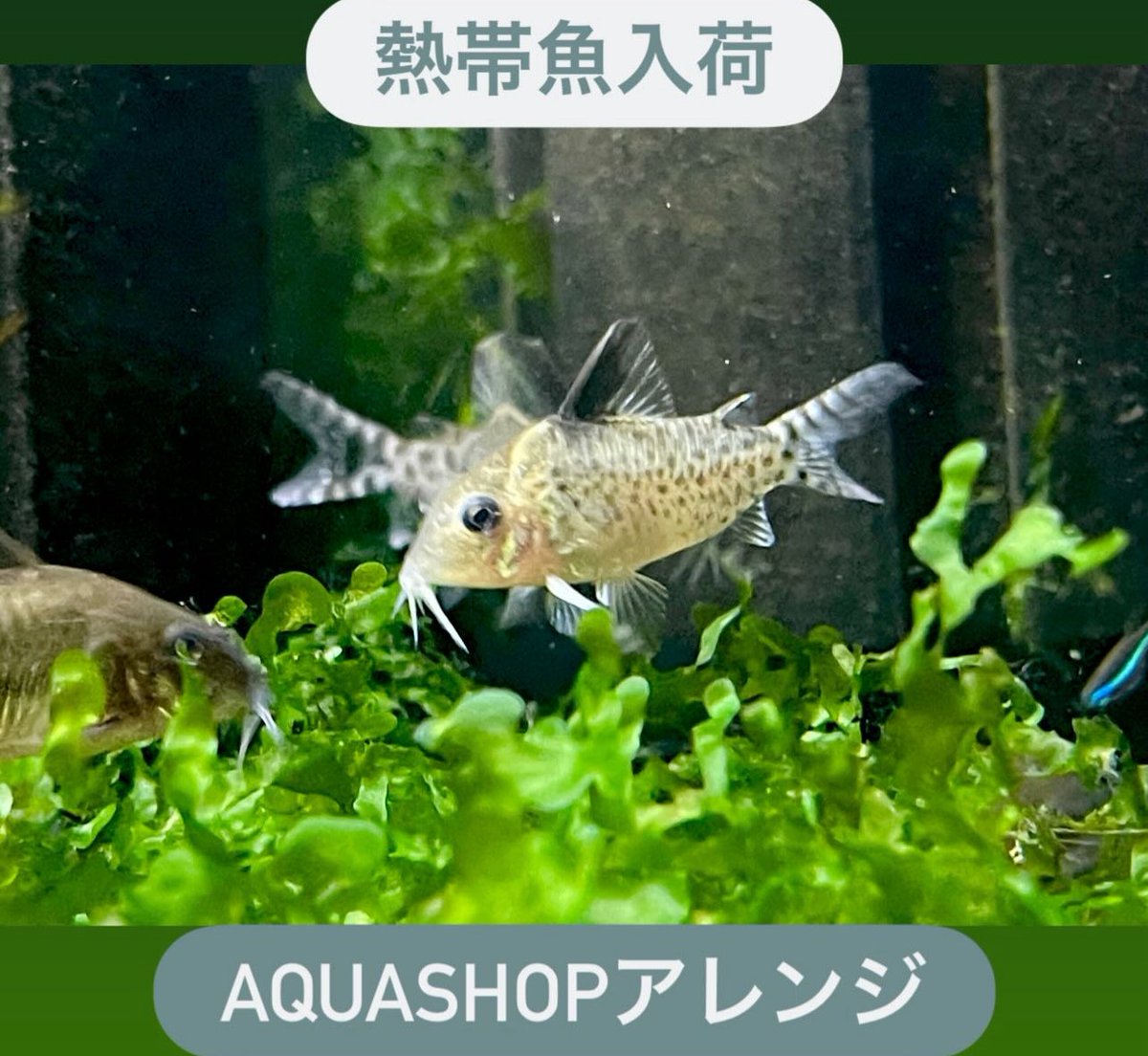 タチハラ＠aqua shop アレンジ on X