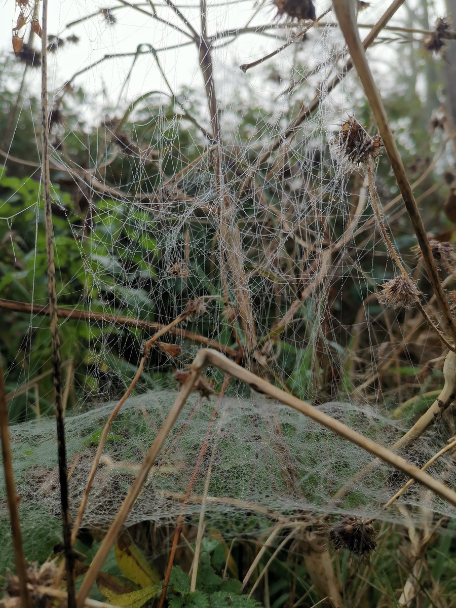 vrijezangvogel's tweet photo. 2/2
#Goedemorgen #mist #herfst #november_kiek #handwerken van een spin.
Fijne dag @DMaandag en alle anderen! https://t.co/QhDUmF6HjC